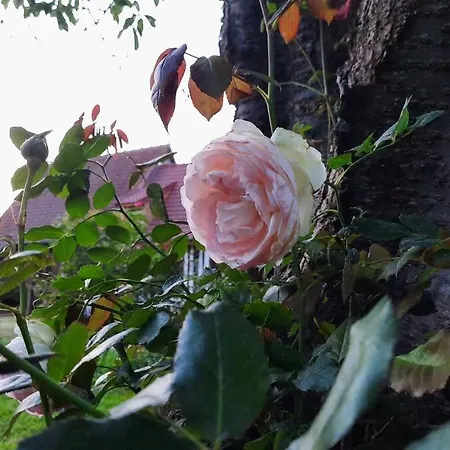 La Lanterne: Grande Maison A Deux Pas De La 別荘 *